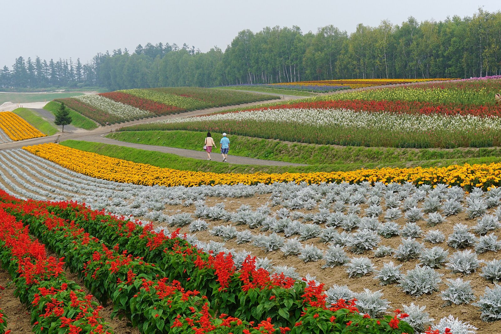 Découvrez Shikisai-no-Oka : le jardin des couleurs à Biei - Biei | Secret World Trip Planner