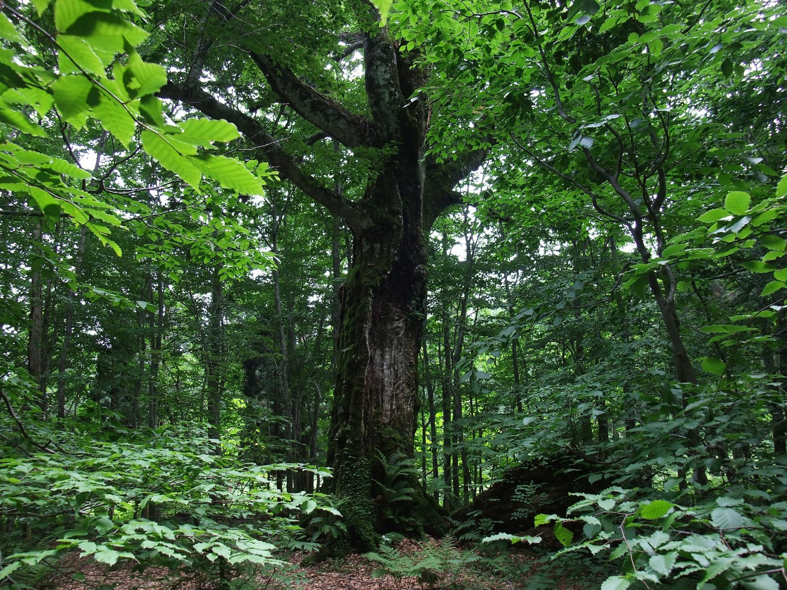 Entdecke Shirakami Sanchi: ein Naturparadies in Japan — Nishimeya