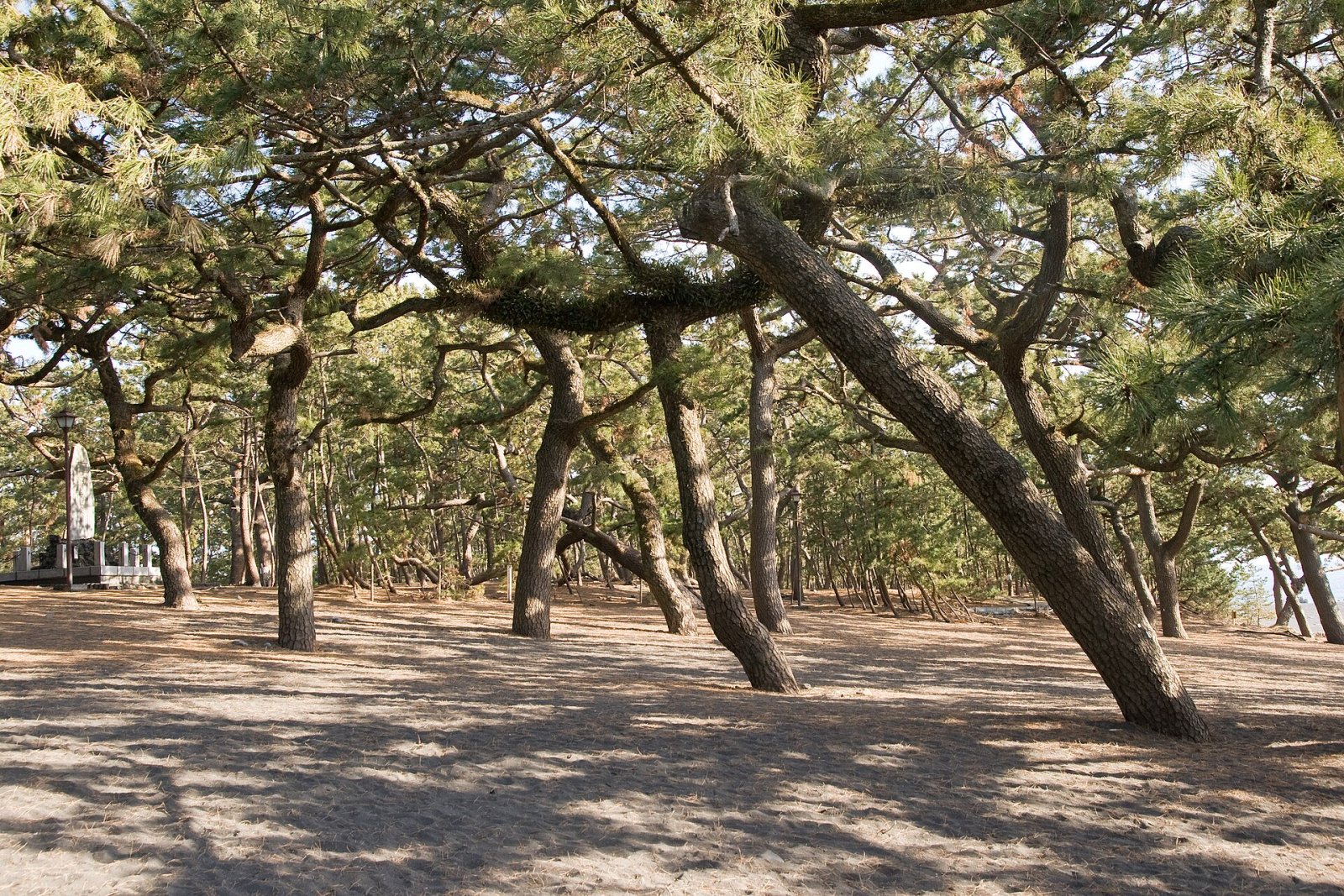 Découvrez Shizuoka Miho no Matsubara : un coin de paradis au Japon - Shizuoka | Secret World Trip Planner