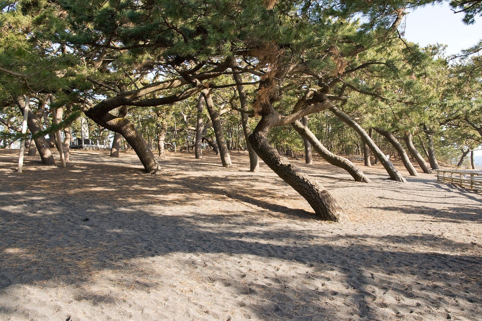 Descubra Shizuoka Miho no Matsubara: um pedaço do paraíso no Japão - Shizuoka | Secret World Trip Planner