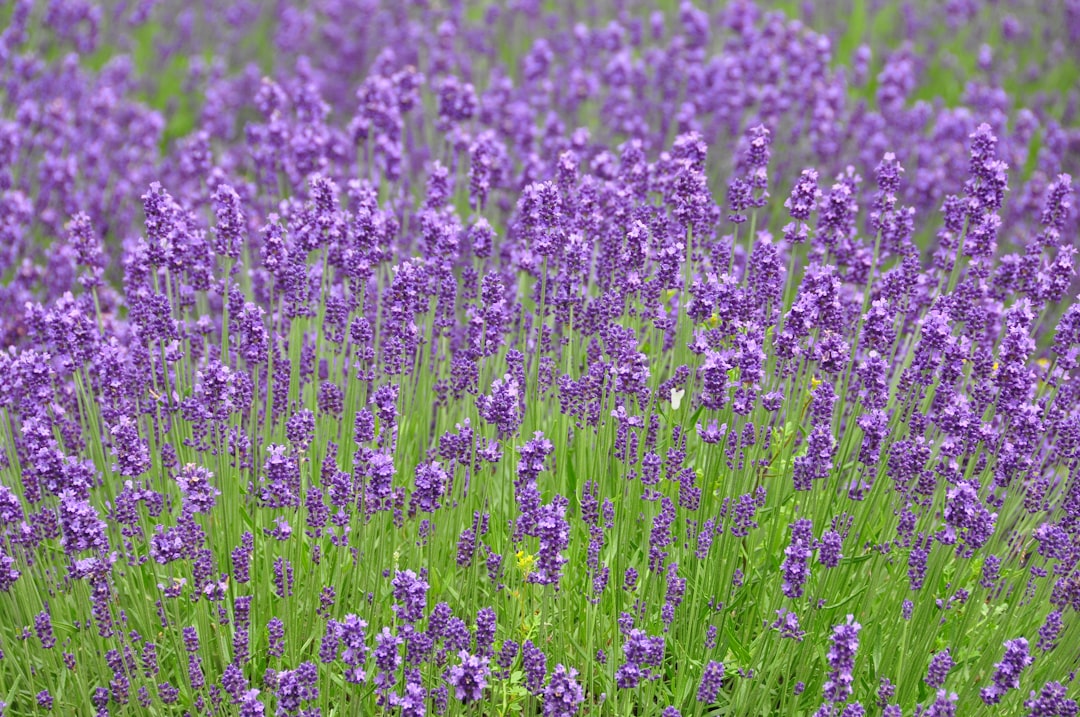Champs de Lavande de Furano : un coin de paradis à Hokkaido - Furano | Secret World Trip Planner