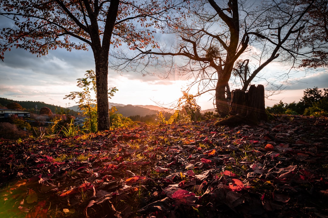 Descubra a Magia da Montanha Yoshino no Japão - Yoshino | Secret World Trip Planner