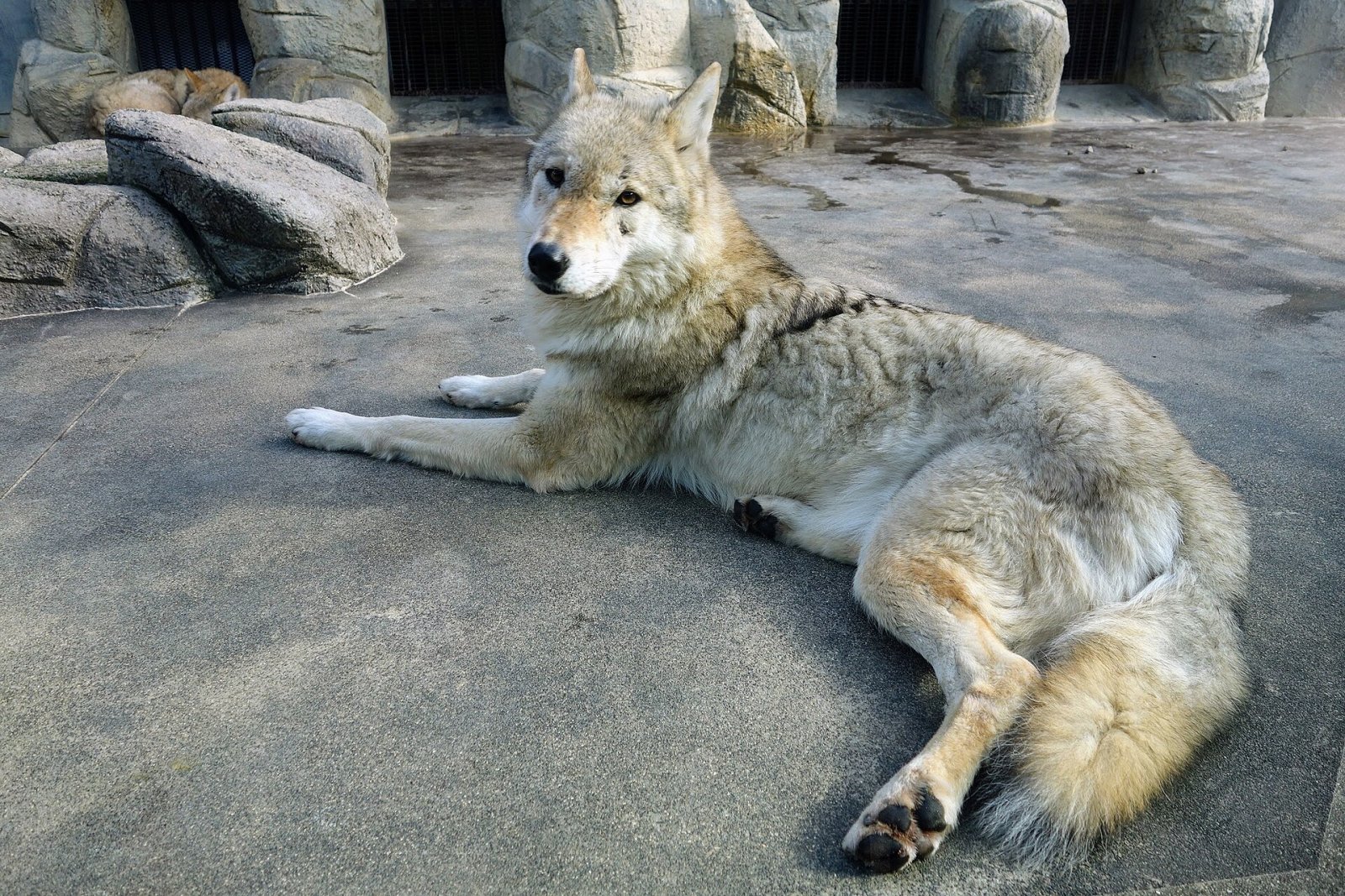 Scoprire il Tennoji Zoo: un angolo di natura a Osaka - Osaka | Secret World Trip Planner