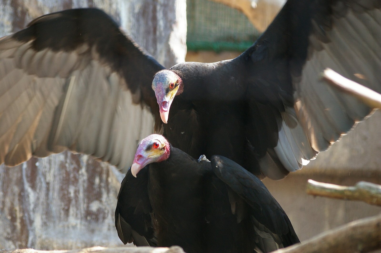 Den Tennoji Zoo entdecken: Ein Stück Natur in Osaka - Osaka | Secret World Trip Planner