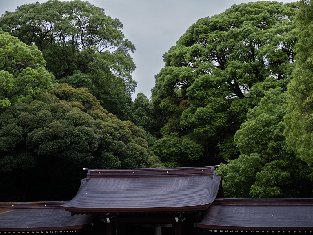 Discover Meiji Shrine: A Tokyo Gem of Culture and Nature - Shibuya | Secret World Trip Planner