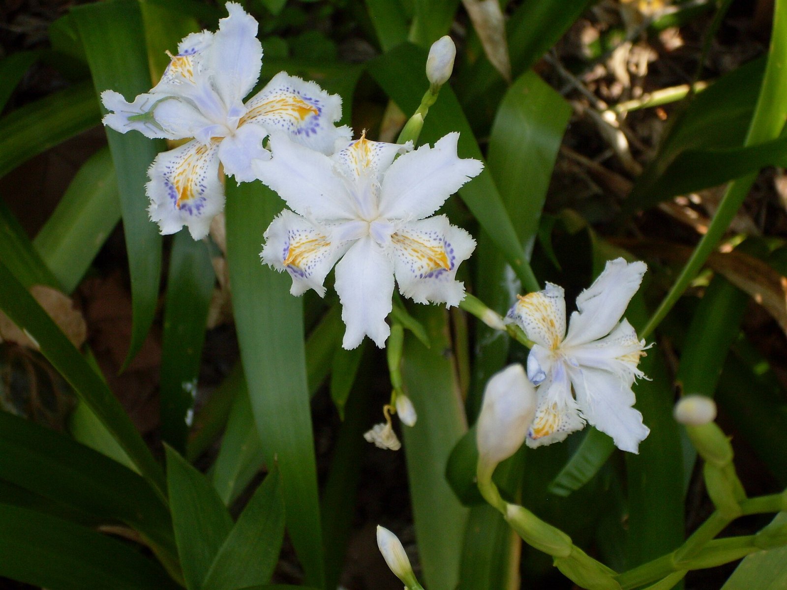 Ueno Park: Un angolo di natura nel cuore di Tokyo - Taito City | Secret World Trip Planner
