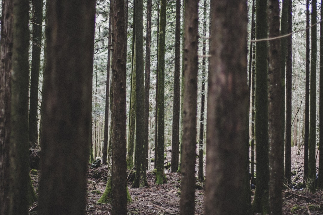 Aokigahara Forest: a Journey into the Heart of Japanese Nature - Fujikawaguchiko | Secret World Trip Planner