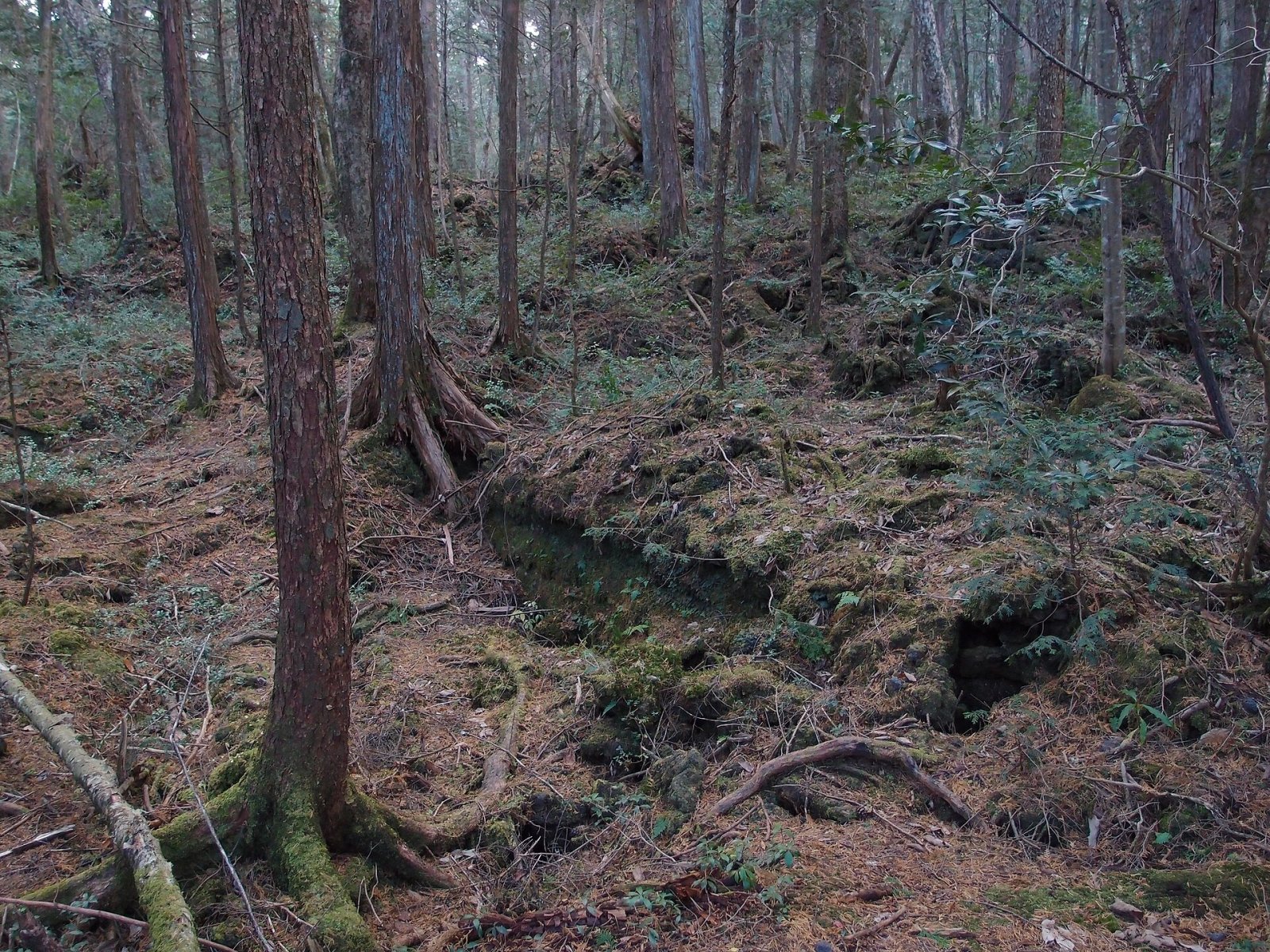 Aokigahara-Wald: eine Reise ins Herz der japanischen Natur - Fujikawaguchiko | Secret World Trip Planner
