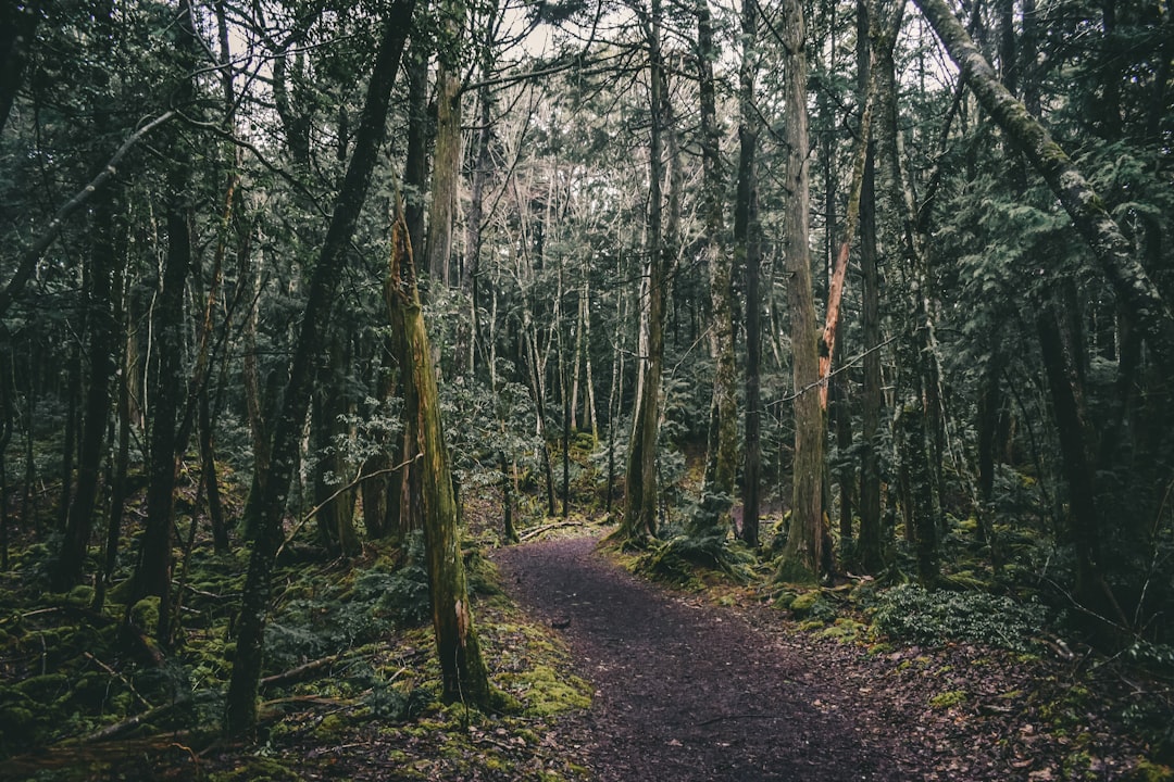 Bosque de Aokigahara: un viaje al corazón de la naturaleza japonesa - Fujikawaguchiko | Secret World Trip Planner