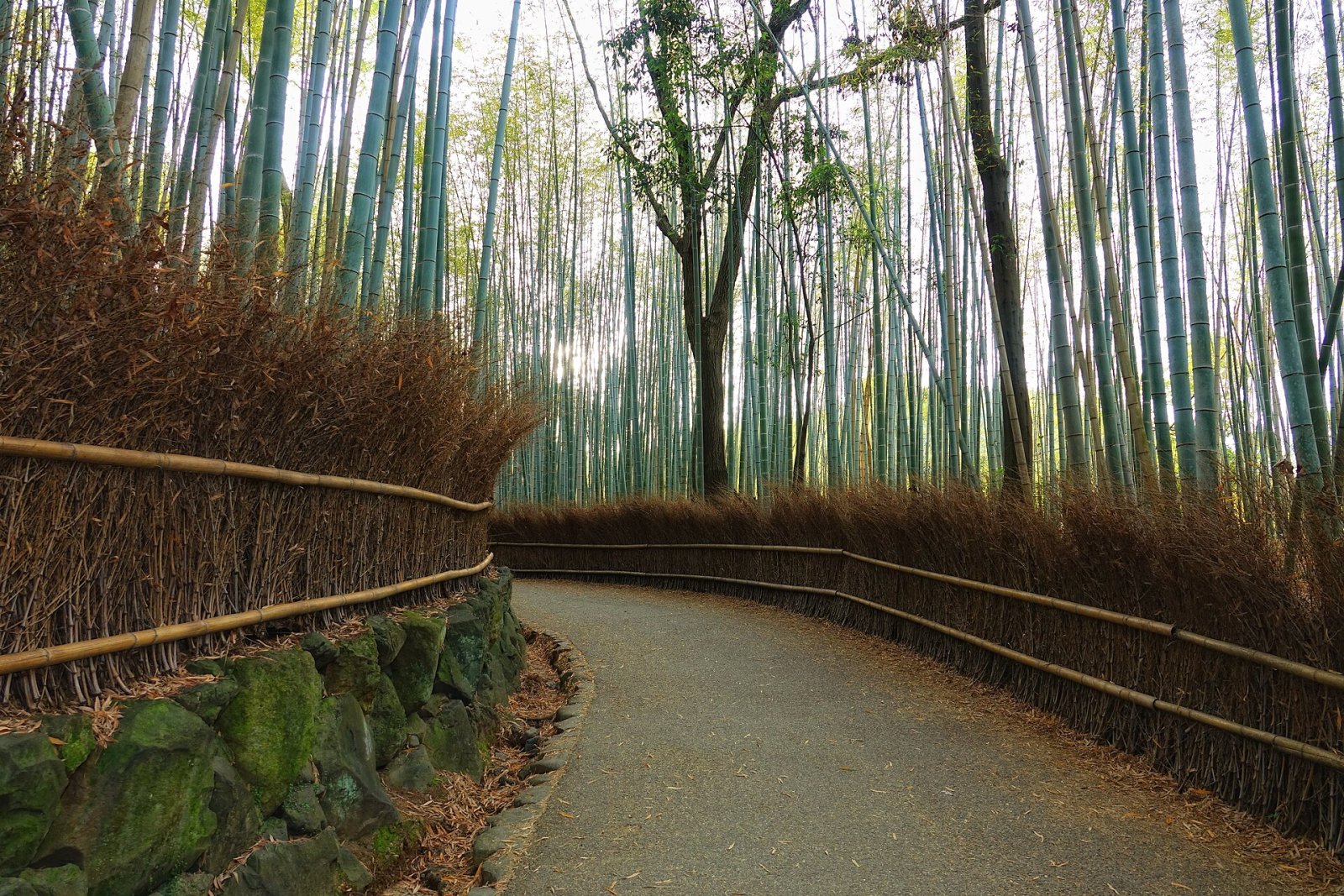 Scopri la Magia del Bosco di Bamboo di Arashiyama a Kyoto - Kyoto | Secret World Trip Planner
