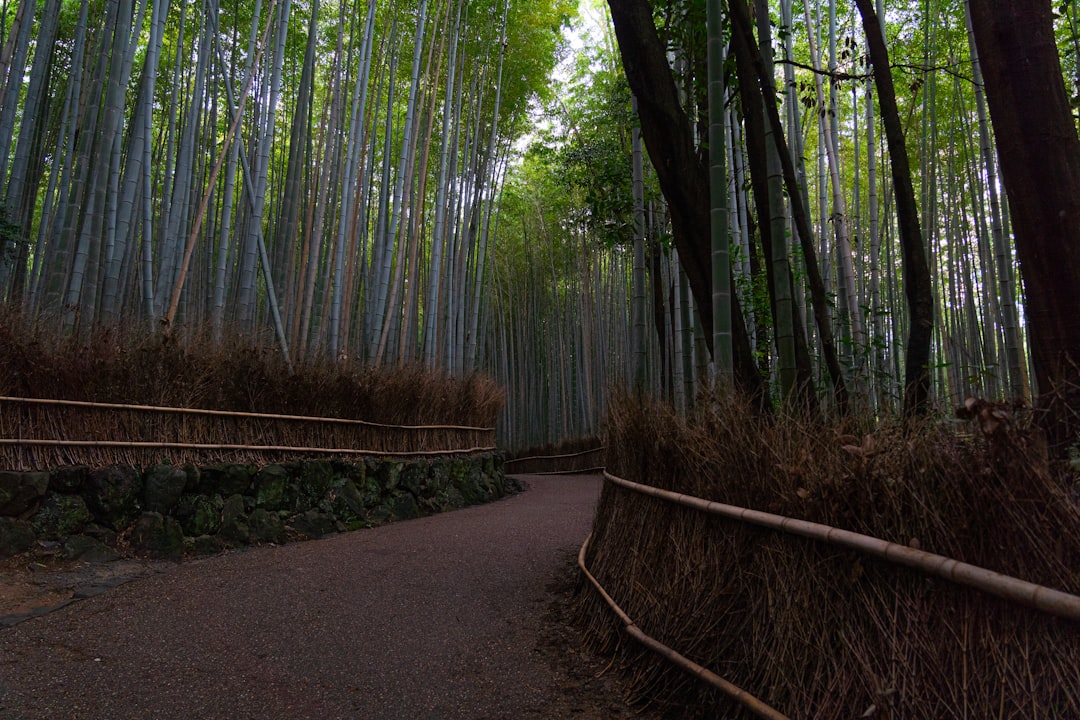 Découvrez la magie de la forêt de bambous d'Arashiyama à Kyoto - Kyoto | Secret World Trip Planner