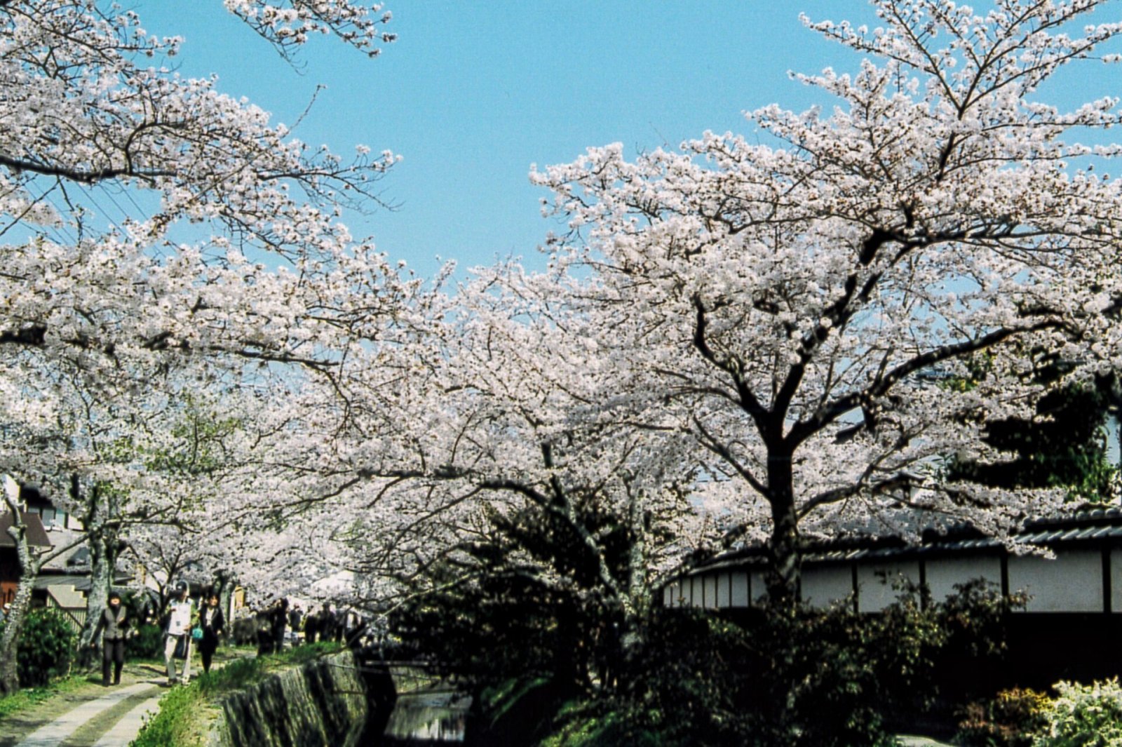 探索京都的哲学家小径：自然之旅 - Kyoto | Secret World Trip Planner