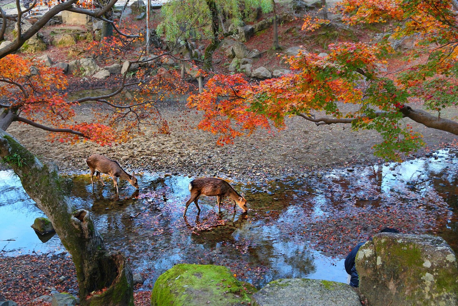Discover Nara Deer Park: A Natural Gem in Japan - Nara | Secret World Trip Planner