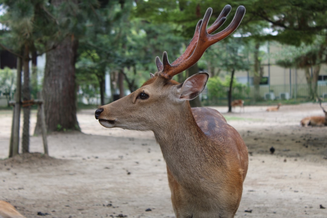 Découvrez le Nara Deer Park : un coin de nature au Japon - Nara | Secret World Trip Planner