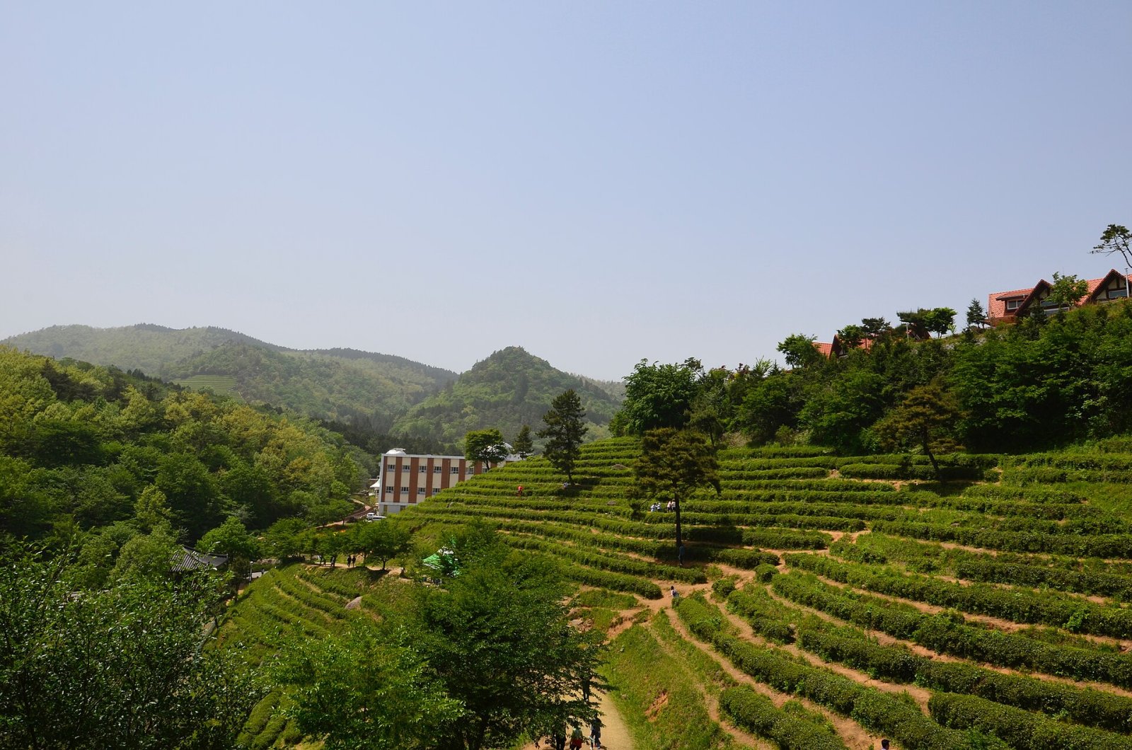 Discover the Boseong Green Tea Fields: A Natural Paradise in South Korea - Boseong | Secret World Trip Planner