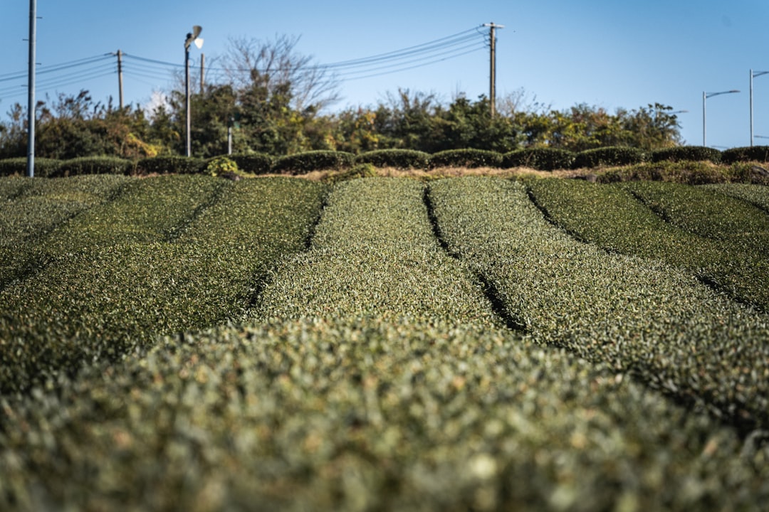 Descubre los Campos de Té Verde de Boseong: Un Paraíso Natural en Corea del Sur - Boseong | Secret World Trip Planner
