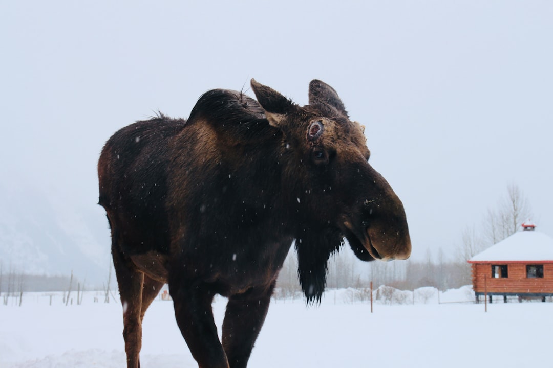 Scopri il Grand Teton National Park: un gioiello della natura | Secret World Trip Planner