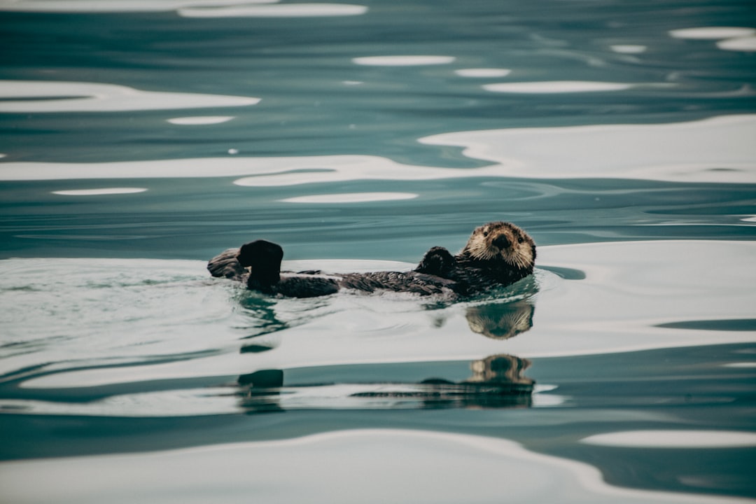 Kenai Fjords National Park: uma joia natural no Alasca