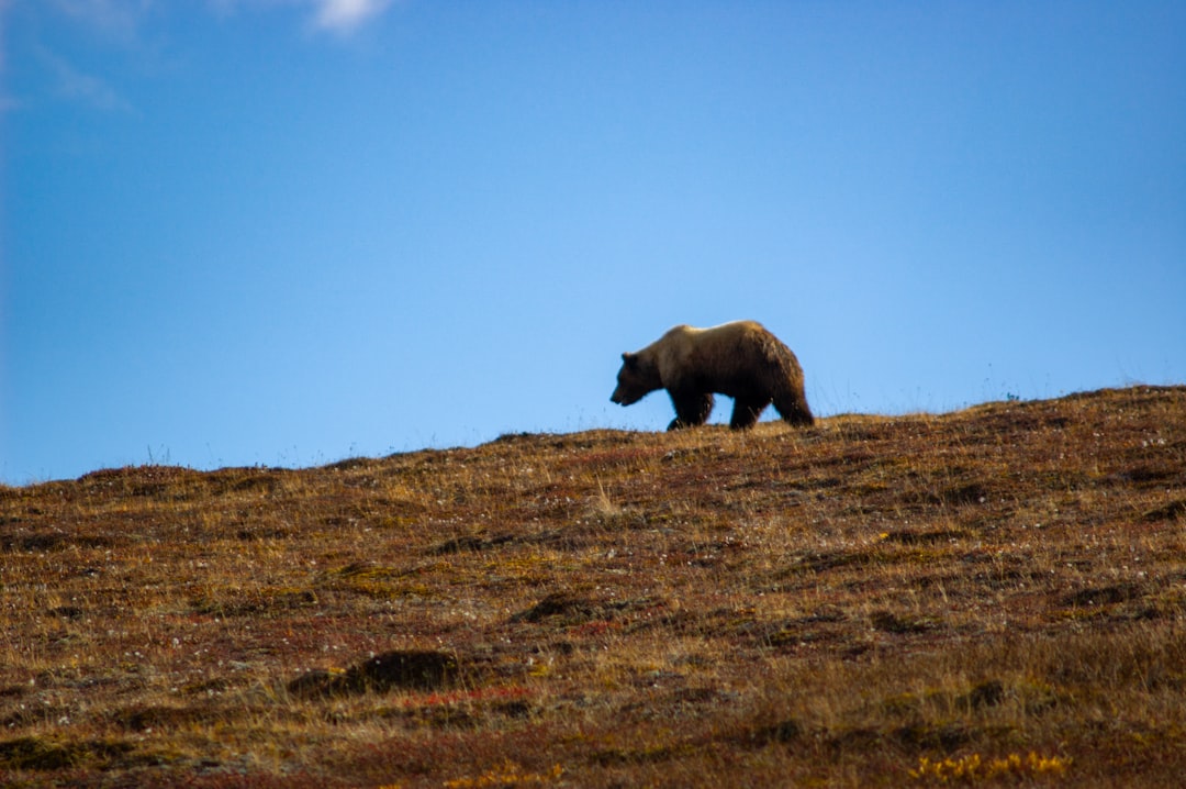 Explora la belleza salvaje del Parque Nacional Denali | Secret World Trip Planner