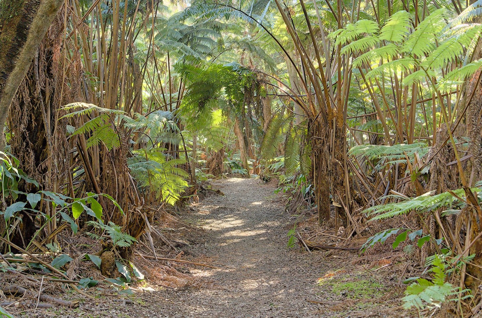 Erkundung des Volcanoes National Park auf Hawaii | Secret World Trip Planner