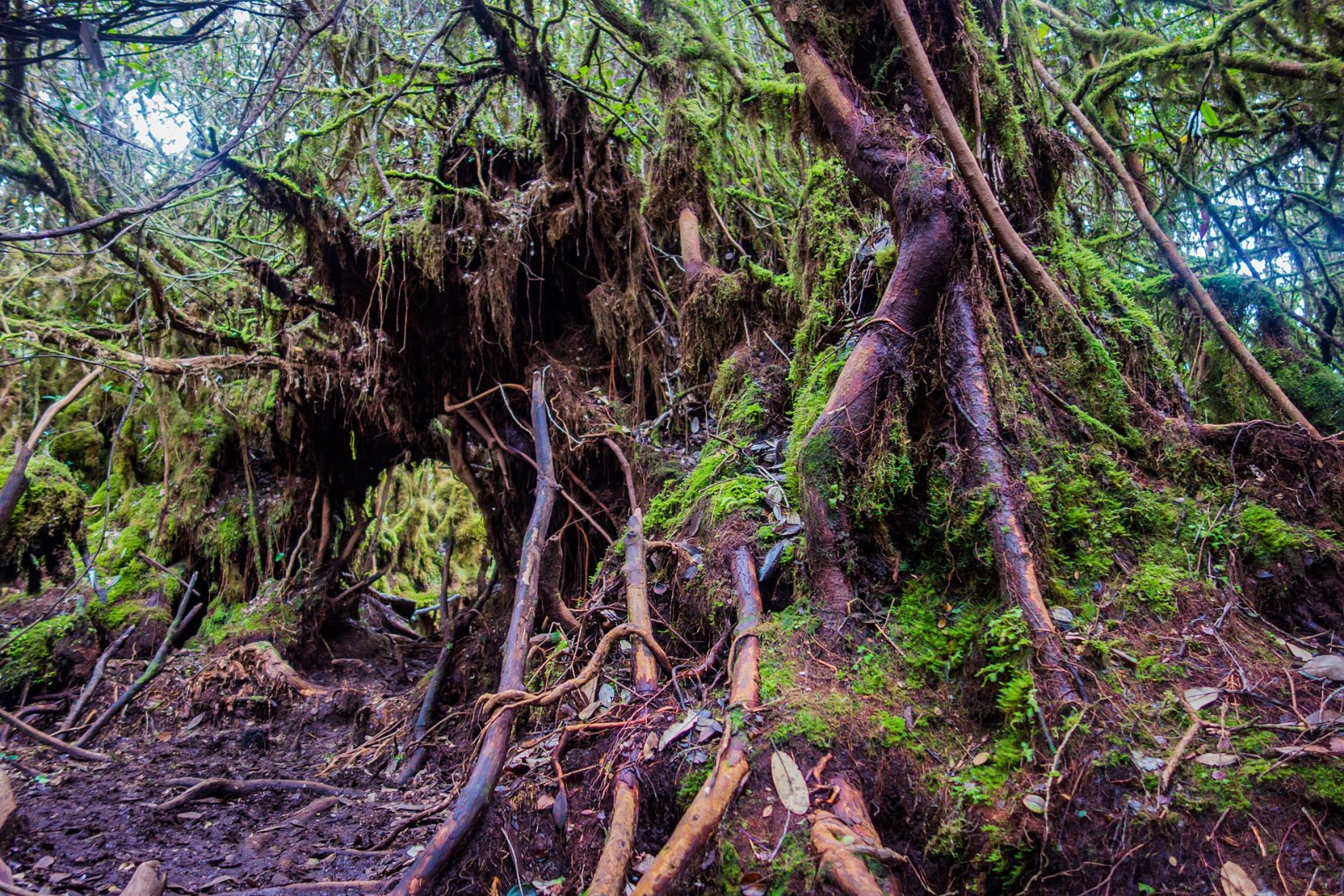 Explorer Gunung Irau : un bijou des Cameron Highlands | Secret World Trip Planner