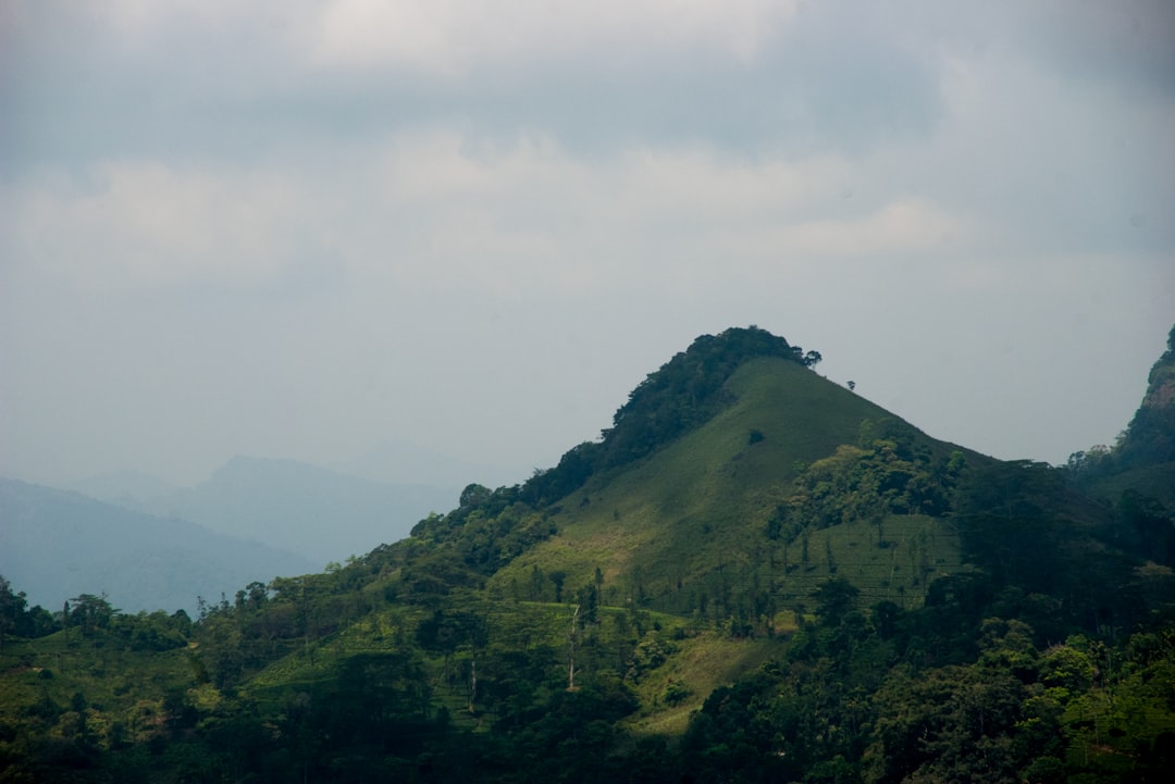 Single Tree Hill: природное сокровище Шри-Ланки — Nuwara Eliya