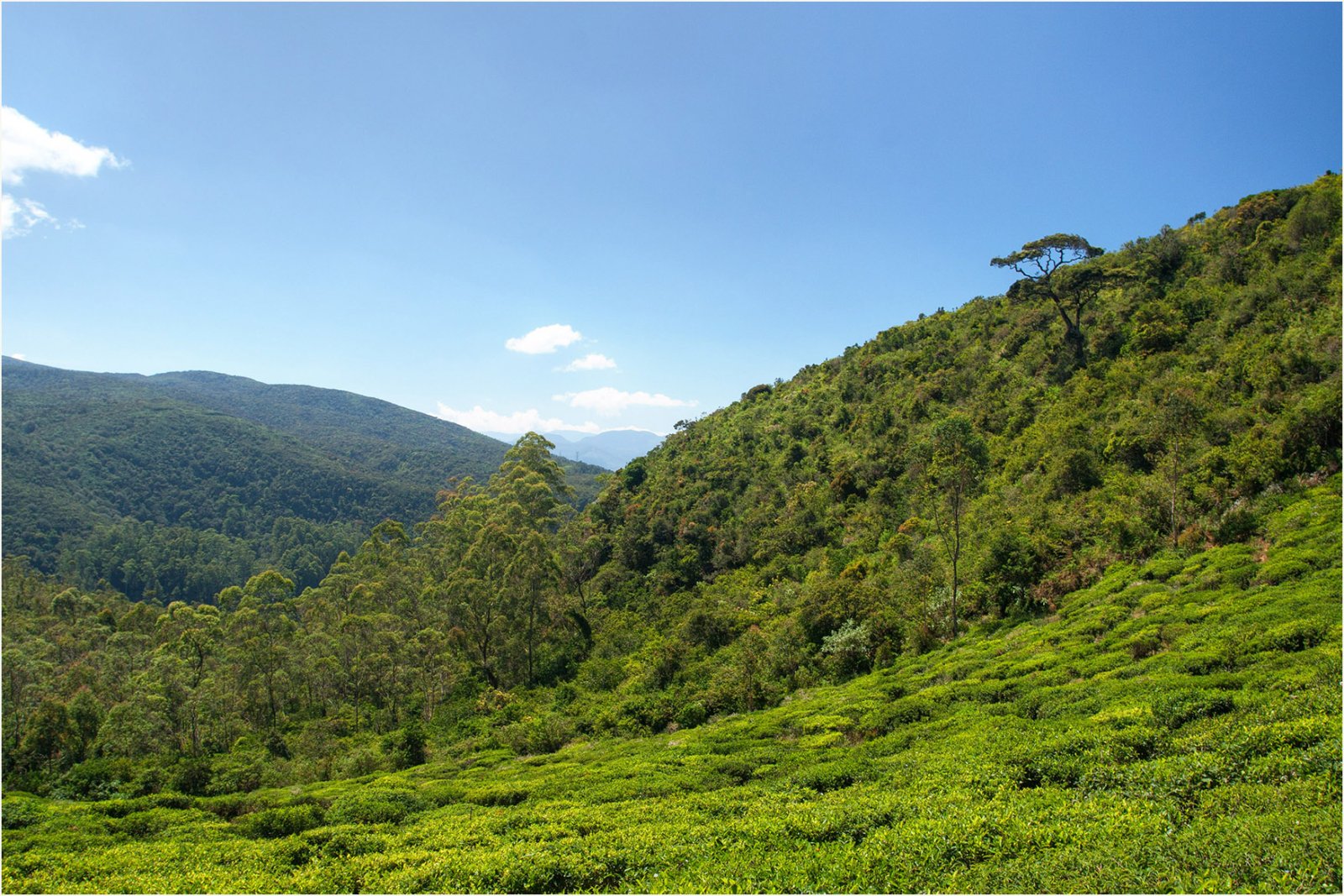 シングルツリーヒル:スリランカの自然の宝石 - Nuwara Eliya | Secret World Trip Planner