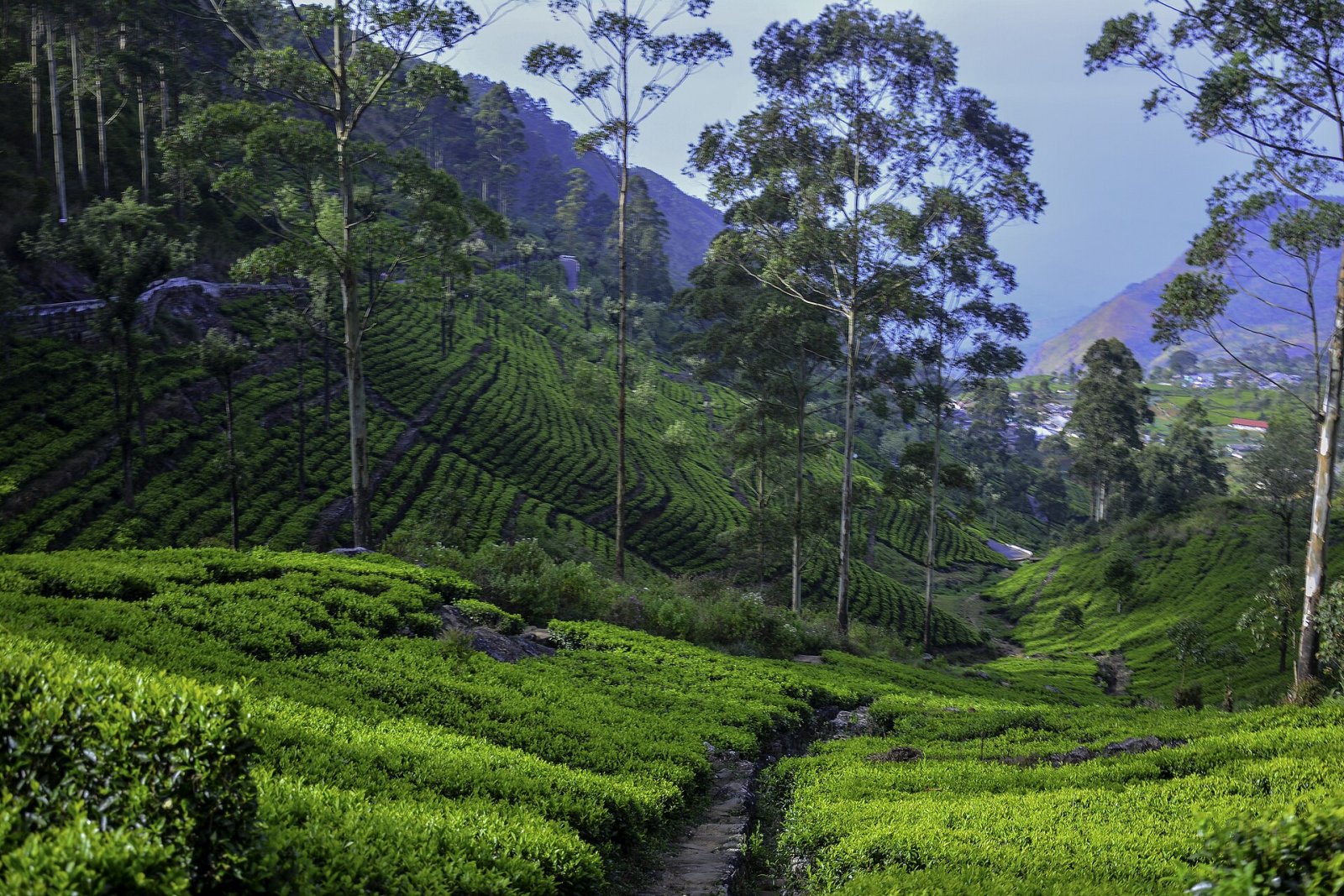Descubre Lipton's Seat: El Panorama Inmaculado de Sri Lanka - Miriyabedde | Secret World Trip Planner