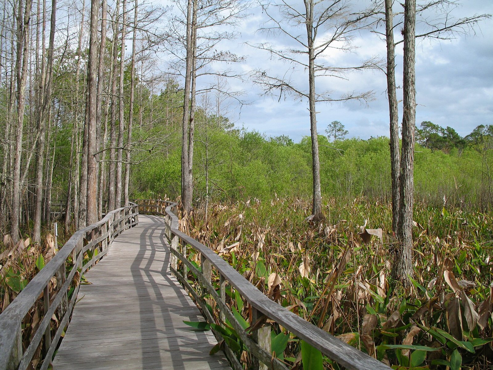 Corkscrew Swamp Sanctuary: 佛罗里达的自然天堂 - Ghatampur | Secret World Trip Planner