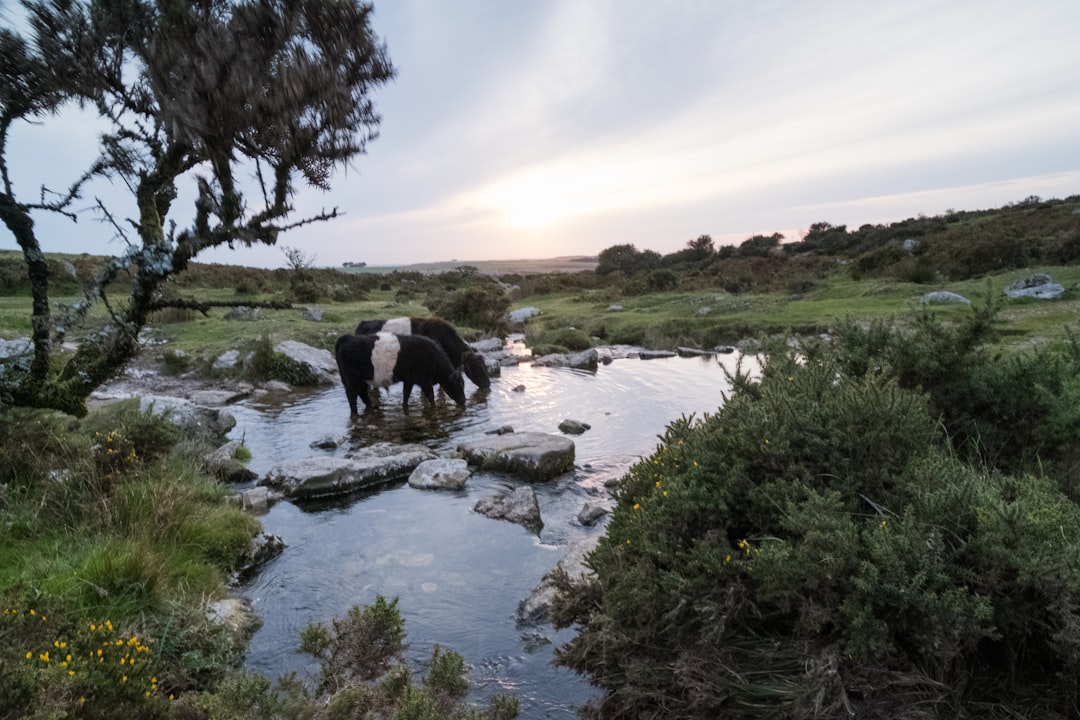 Entdecken Sie den Charme des Dartmoor Nationalparks in England - HX28+2M Lens | Secret World Trip Planner