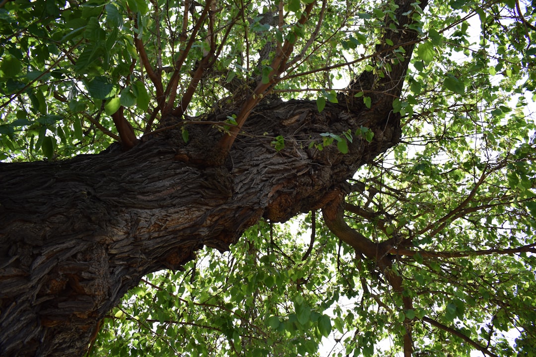 Gossip Tree: L'Arte Sonora nel Cuore di Sibiu - Strada Turnului 2 | Secret World Trip Planner