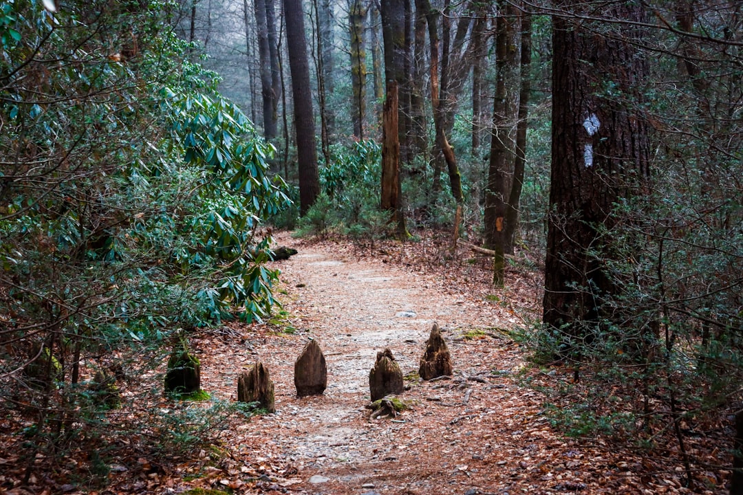 Descubre el Sendero Escénico Nacional de los Apalaches - Appalachian National Scenic Trail | Secret World Trip Planner
