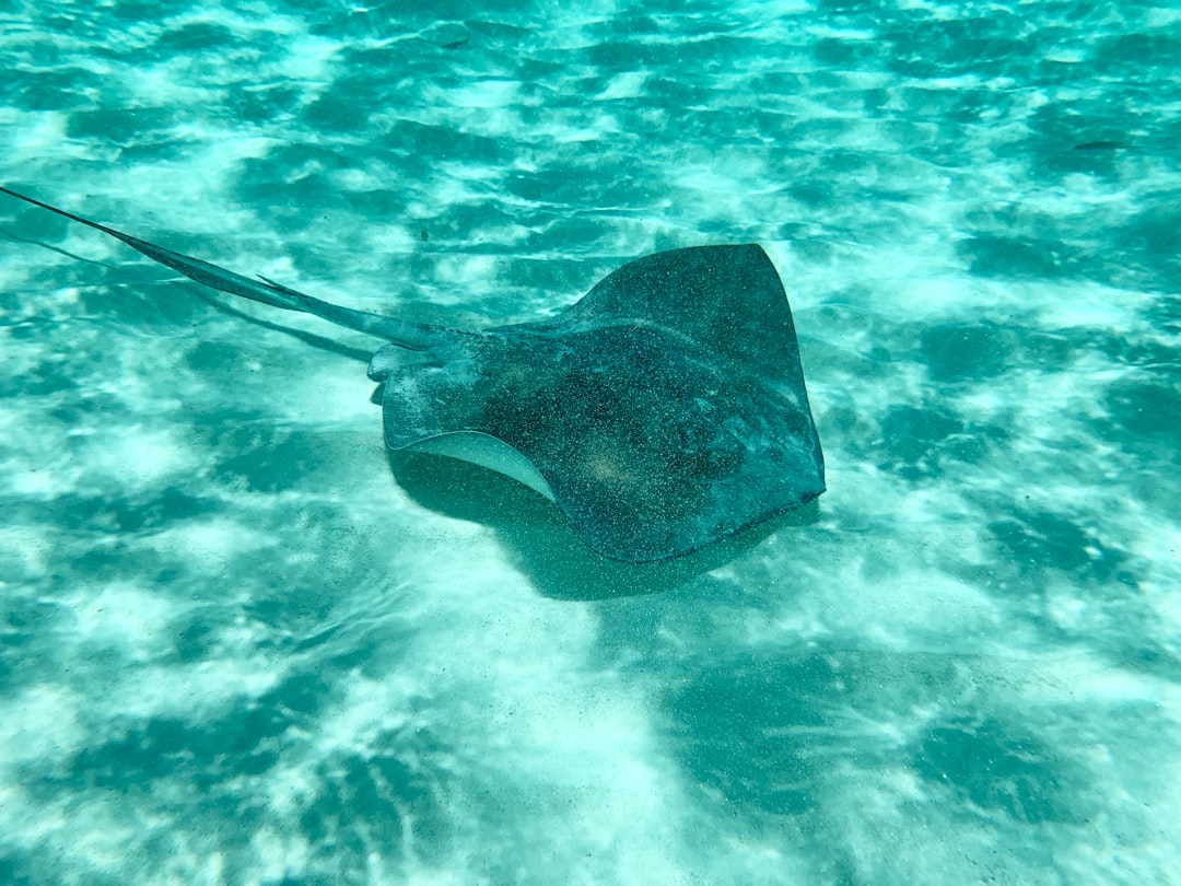 科苏梅尔：加勒比海心中的孤岛天堂 - Cozumel | Secret World Trip Planner