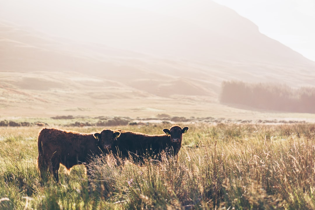 Mull: Die wilde Insel Schottlands - Mull | Secret World Trip Planner