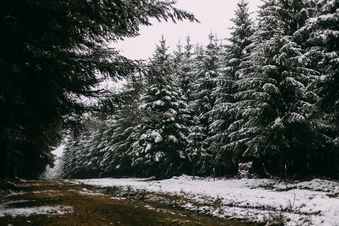 Scopri la Magia della Foresta delle Ardenne a Bastogne - Rue des Scieries 13 | Secret World Trip Planner