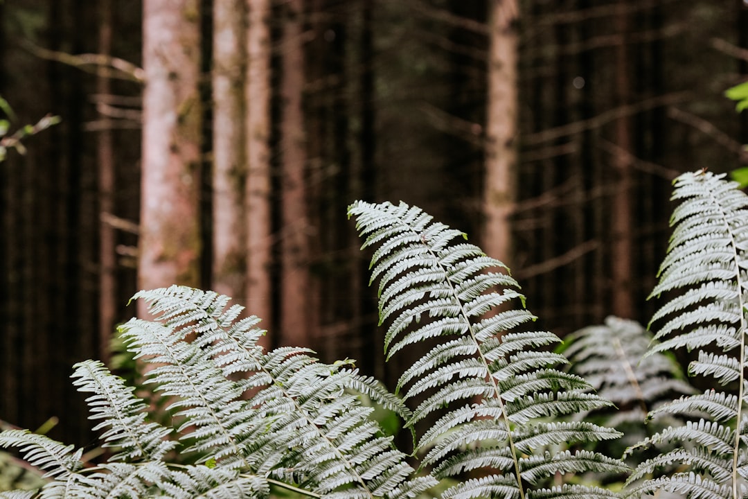 Découvrez la Magie de la Forêt des Ardennes à Bastogne - Rue des Scieries 13 | Secret World Trip Planner