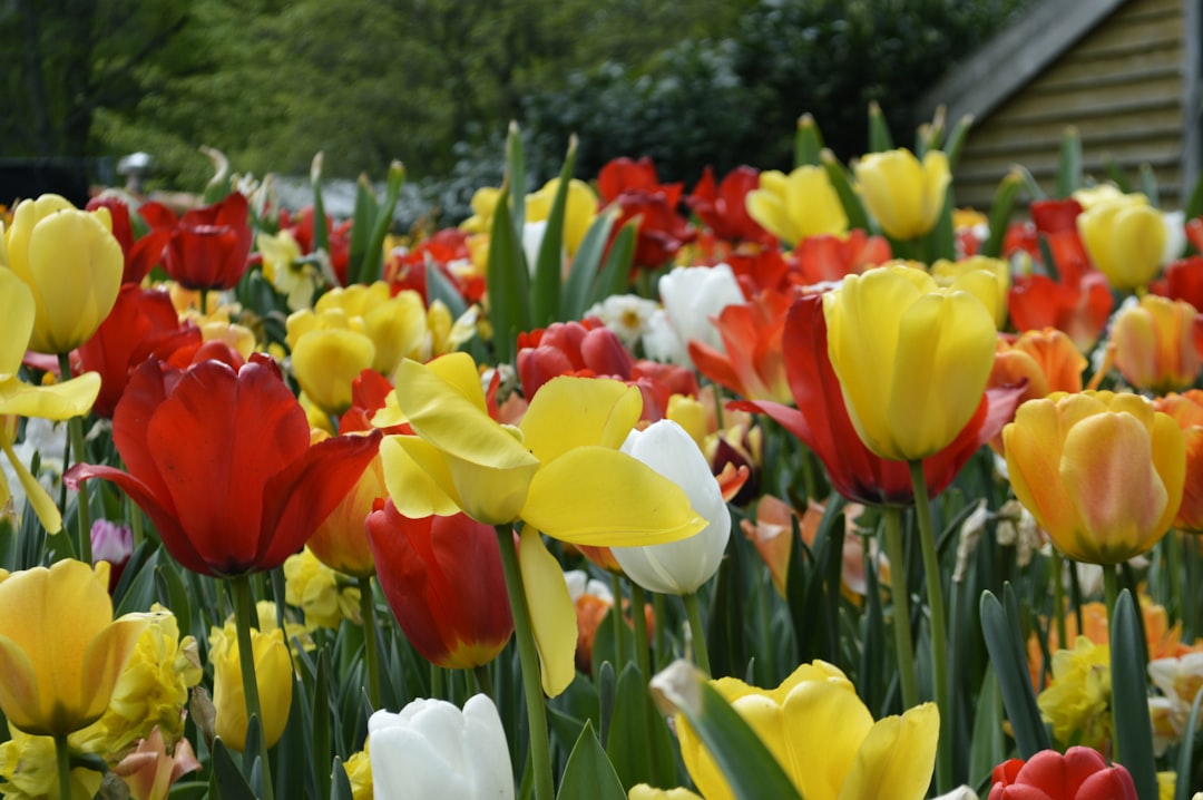 Scopri la Magia dei Giardini di Keukenhof a Lisse - Lisse | Secret World Trip Planner