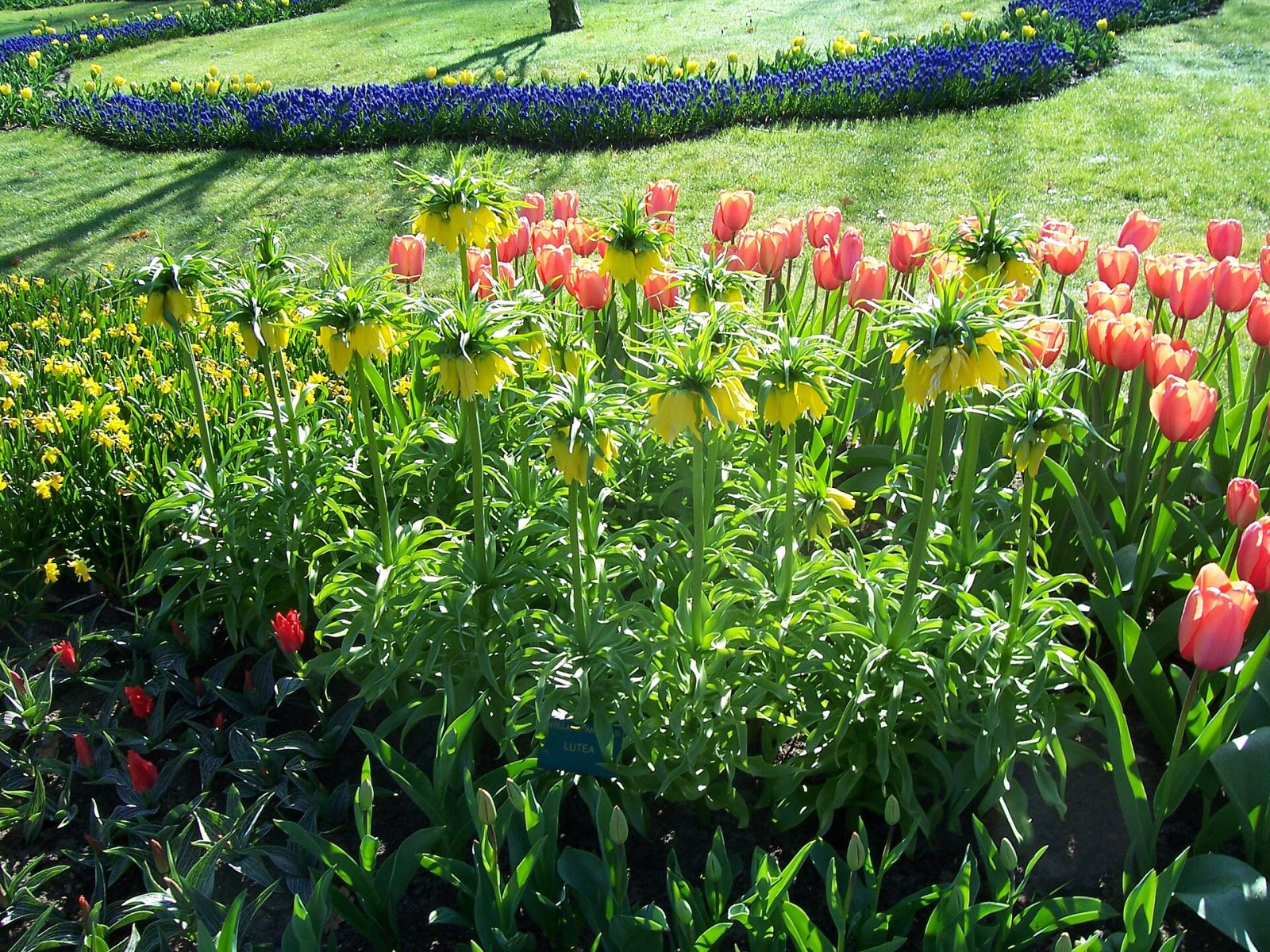 Scopri la Magia dei Giardini di Keukenhof a Lisse - Lisse | Secret World Trip Planner