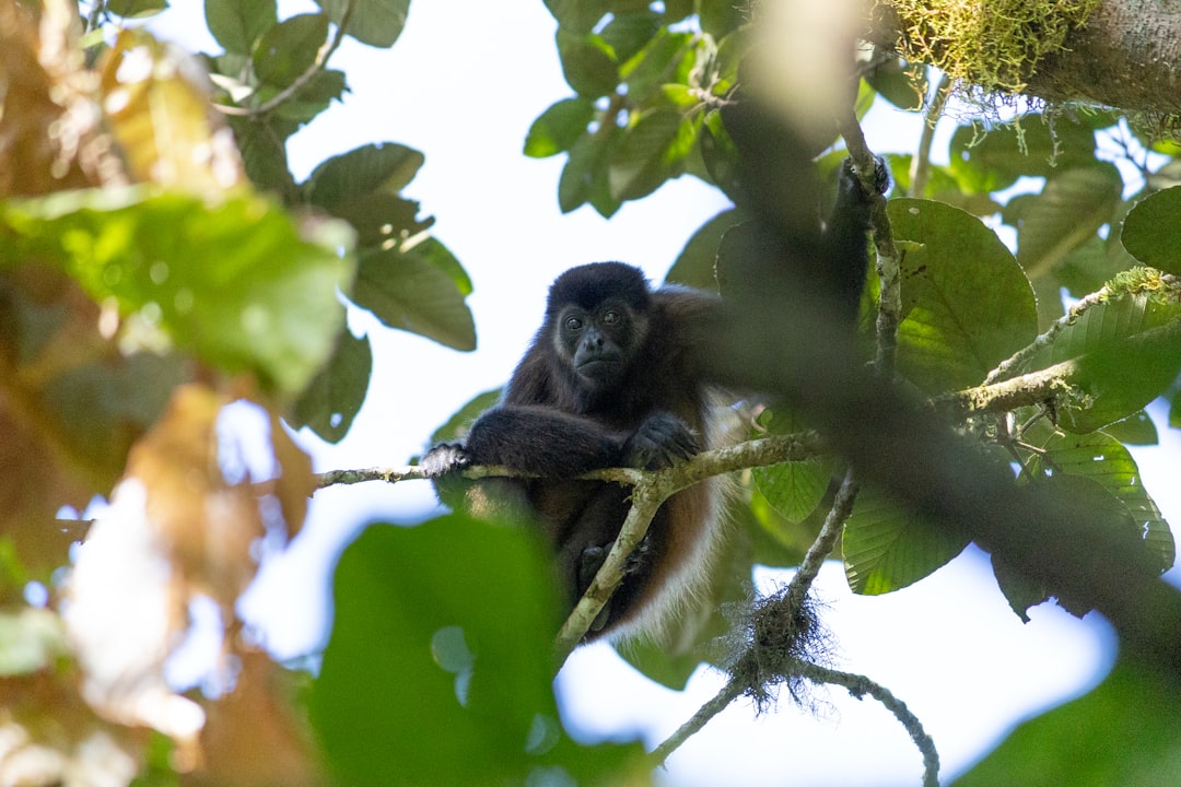 Ometepe: Ein Naturparadies im Herzen Nicaraguas - Ometepe | Secret World Trip Planner