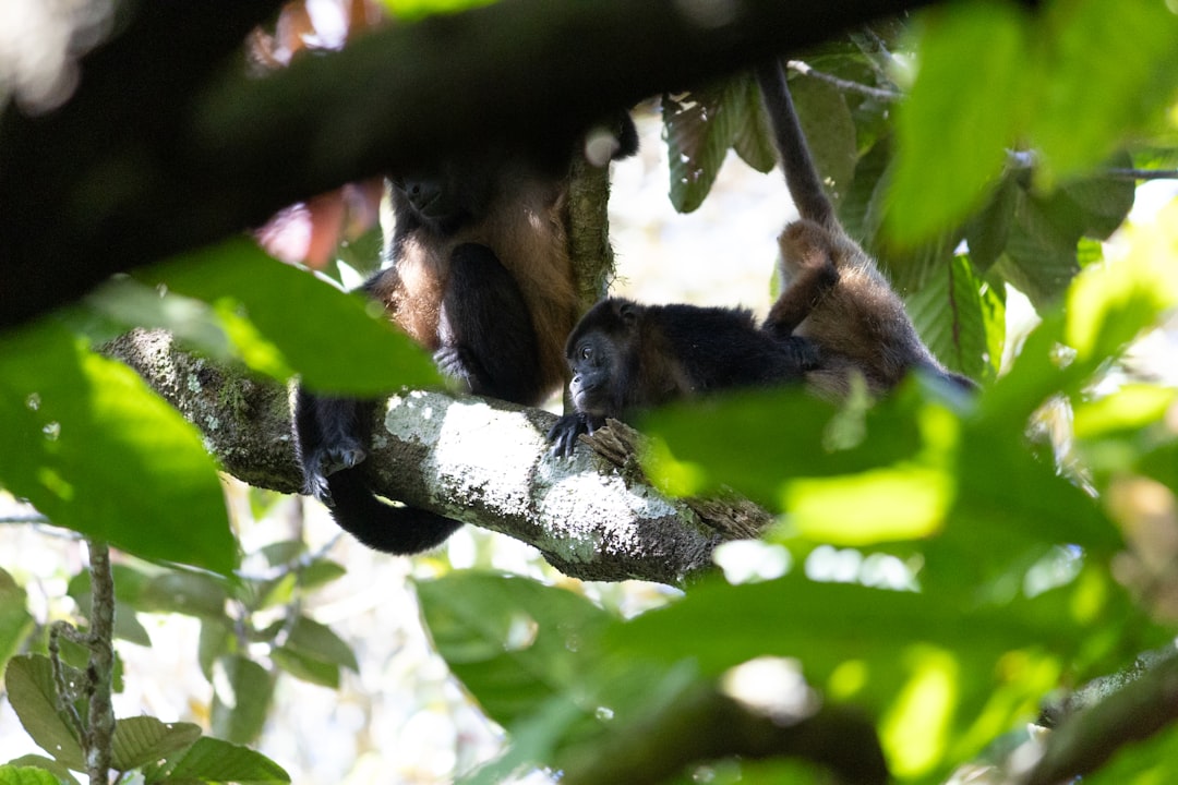 Ometepe: Un Paraíso Natural en el Corazón de Nicaragua - Ometepe | Secret World Trip Planner