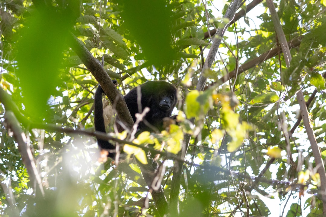 Ометепе: Природный Рай в Сердце Никарагуа - Ometepe | Secret World Trip Planner