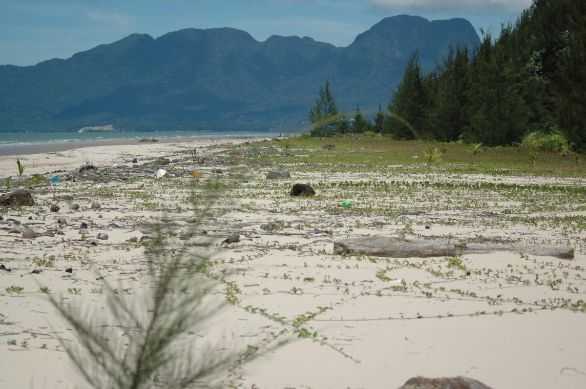 クチン湿地国立公園を発見しよう — 93050 Kuching