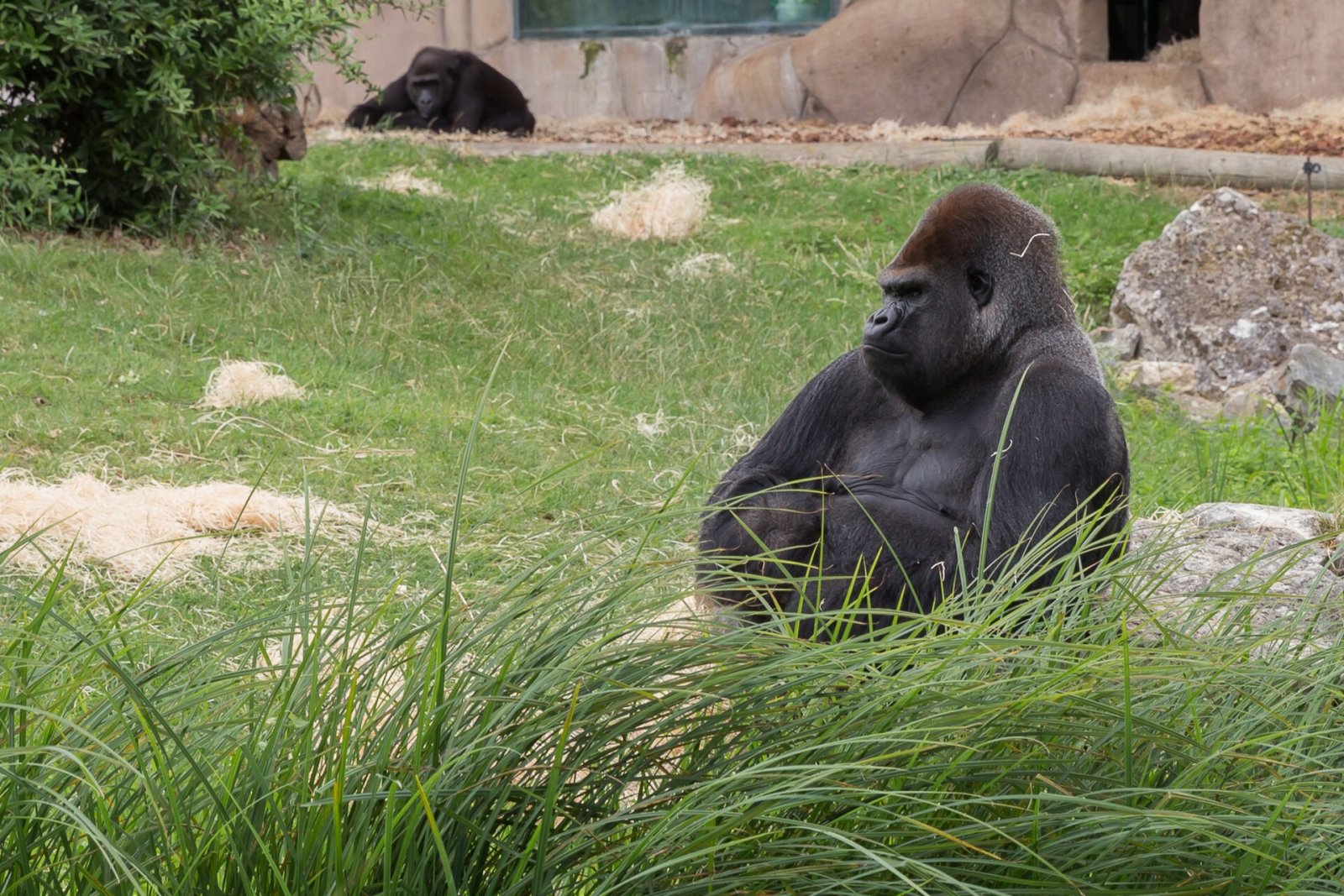 Gorillas: Un viaggio tra natura e avventura in Grecia - FGFW+5W Paramithia | Secret World Trip Planner