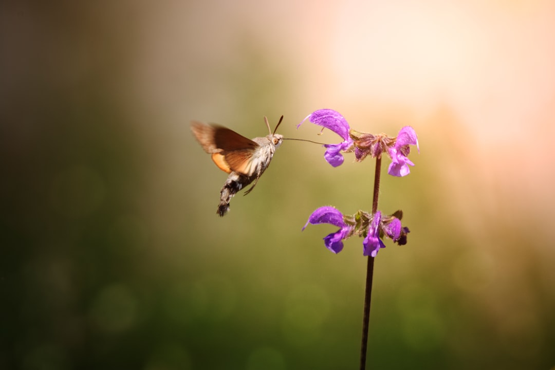 ヴァルポリチェッラ：アマローネの楽園 - Valpolicella | Secret World Trip Planner