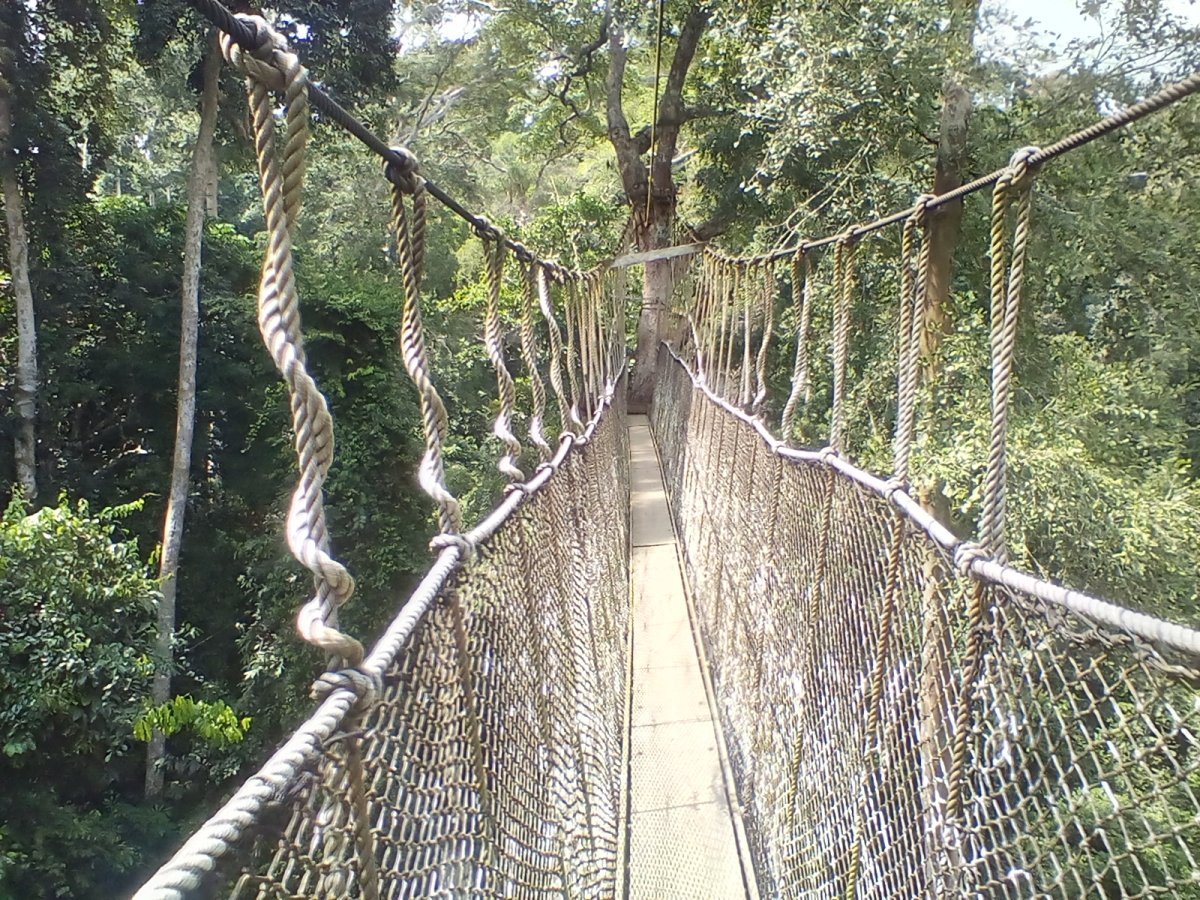 Parque Nacional de Kakum: um tesouro no Gana - R82 | Secret World Trip Planner