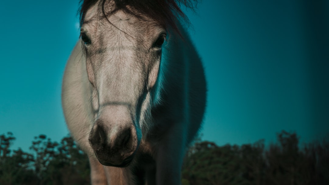 Le Cheval Bleu de Franz Marc : Art et Nature à Zehdenick - Dorfanger 20 | Secret World Trip Planner