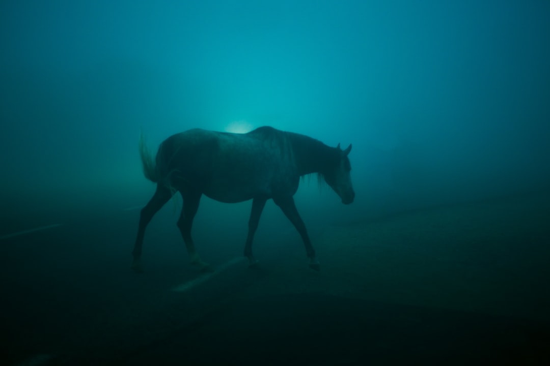 弗朗茨·马克的蓝马：泽登尼克的艺术与自然 - Dorfanger 20 | Secret World Trip Planner