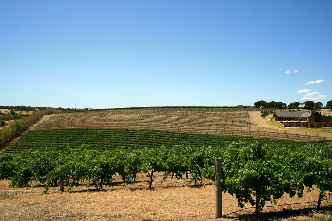 Barossa Valley: The Cradle of Australian Shiraz - Barossa Valley | Secret World Trip Planner