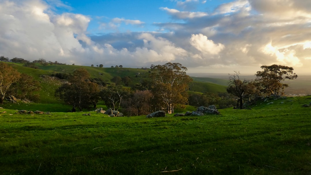 巴罗萨谷:澳大利亚西拉的摇篮 - Barossa Valley | Secret World Trip Planner