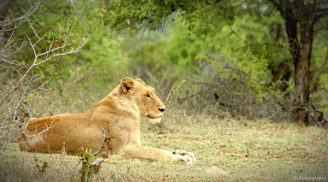 Entdecke die Biodiversität am Malelane Gate im Kruger - R570 | Secret World Trip Planner